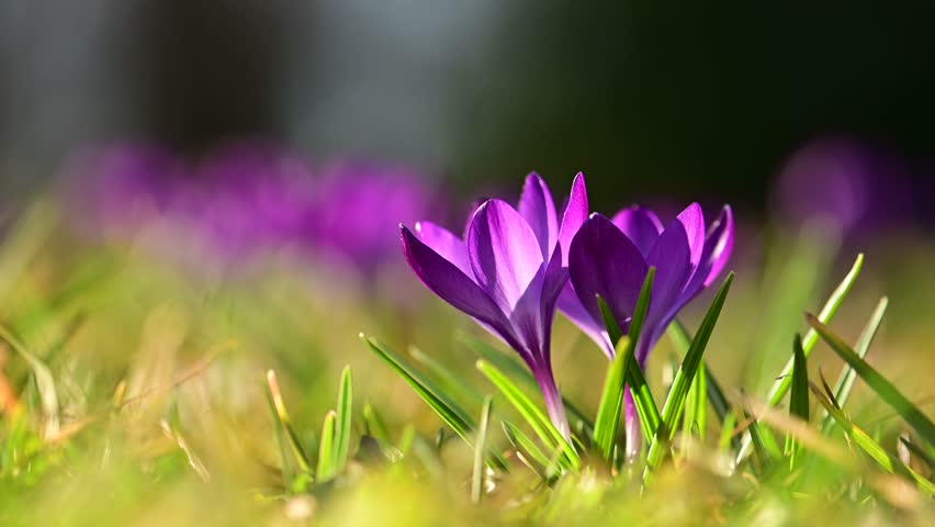 Purple crocus flowers blooming in forest meadow moving slightly in wind. Early spring wildflowers, static shot with shallow depth of field