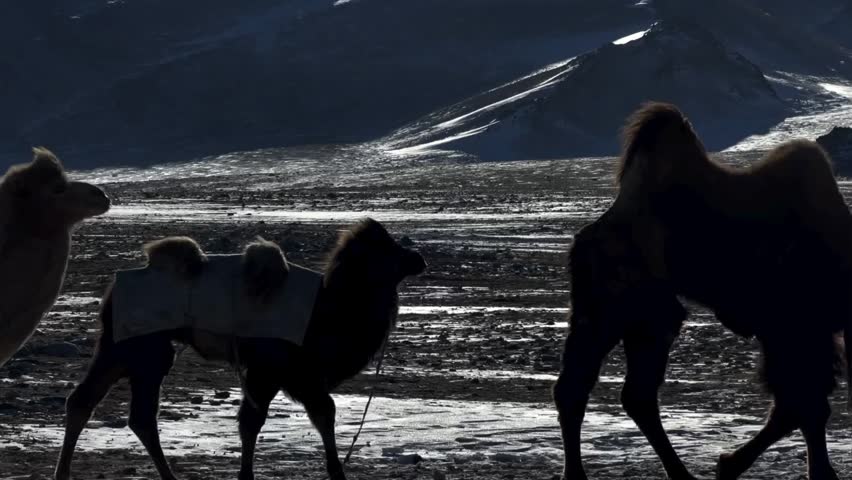 Tasiilaq, greenland- februari 18,2026. animals in greenland