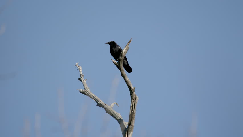 Black crow sitting on top of a dead tree