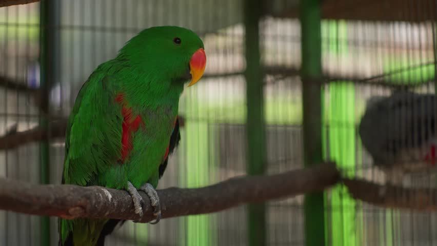Green eclectus parrot perched on branch inside aviary cage with soft natural daylight background, full body