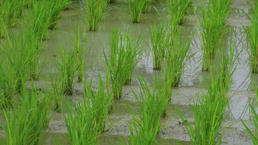 Rice fields in the rain