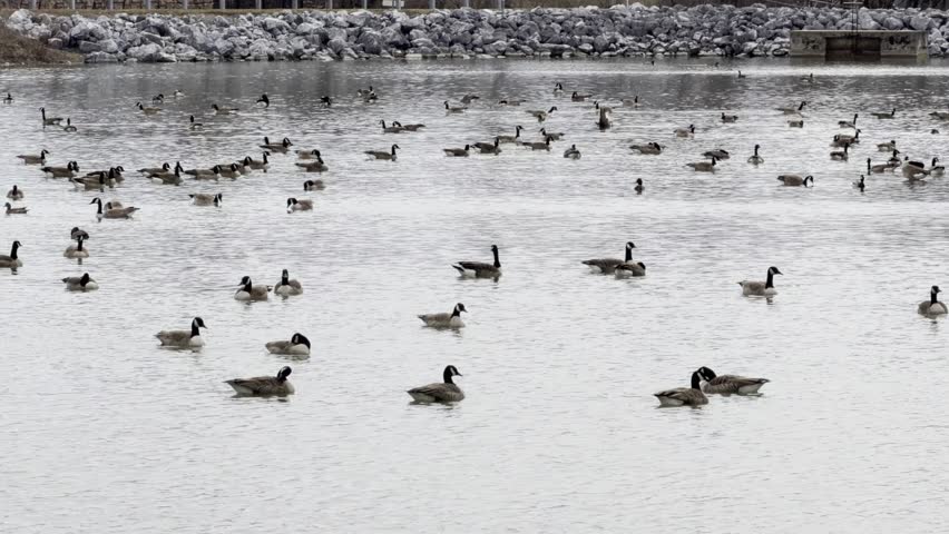 A peaceful scene of several Canadian geese grazing on the grass and swimming in a calm pond at a local public park during a sunny day.
