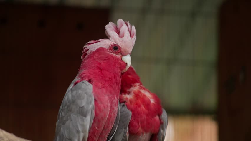 Pink and grey galah cockatoos standing close together inside aviary enclosure with soft light, upper body, preening