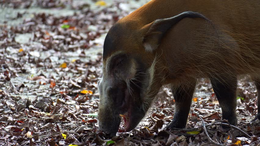 A Red River Hog (Potamochoerus porcus) actively feeding on the ground, close up shot.