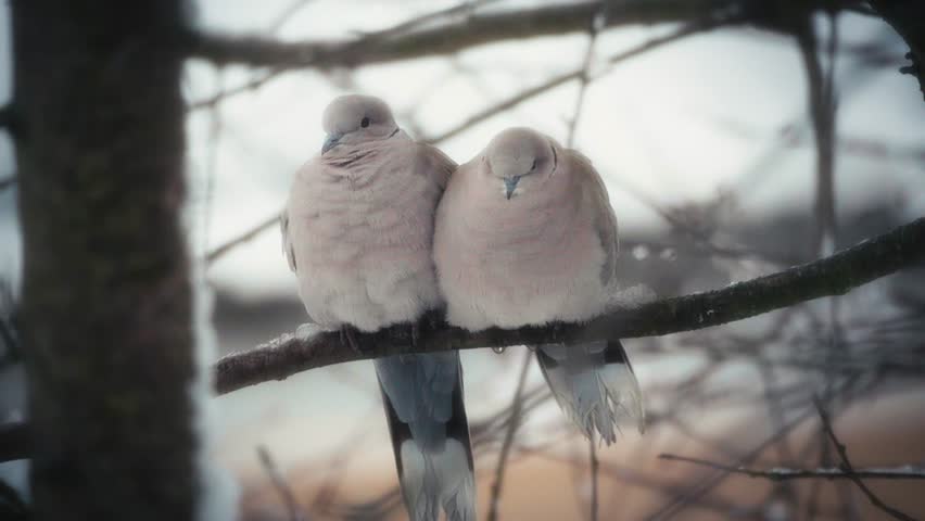 Two pigeons resting together on branch during calm cinematic moment