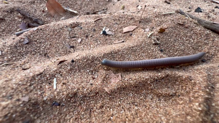 Giant African millipede (Archispirostreptus gigas) in Chobe National Park. Botswana.