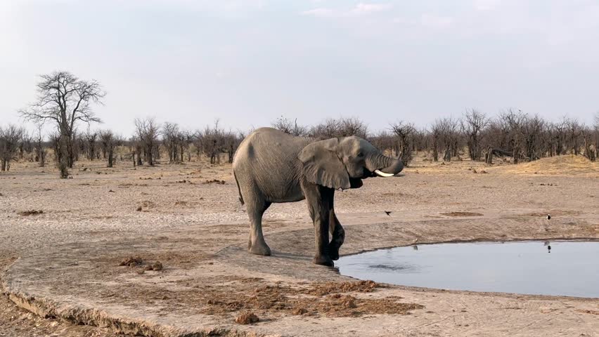 African bush elephant (Loxodonta africana) at an artificial waterhole in Savuti (Savute) region of the Chobe National Park, Botswana.