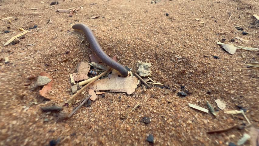 Giant African millipede (Archispirostreptus gigas) moving on the sand in Chobe National Park in Botswana.