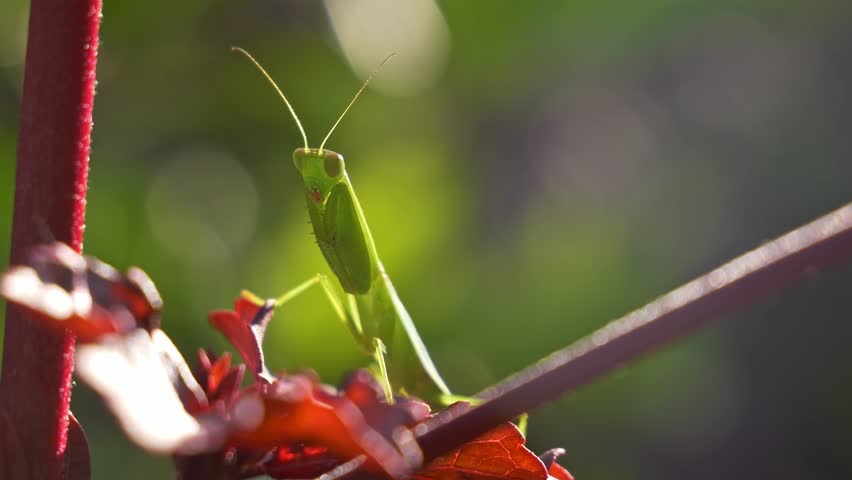 Praying Mantis (Mantodea) with Folded Forelegs – Static Shot