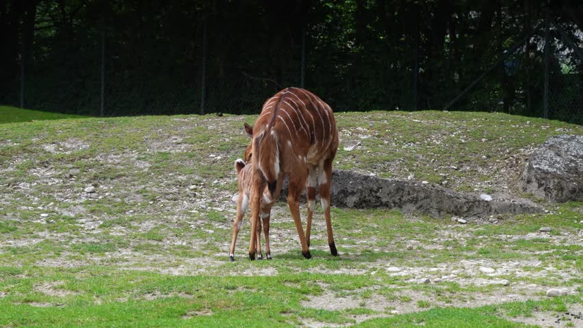 Family of Nyala Antelope. Tragelaphus angasii is a spiral-horned antelope native to Southern Africa. It is a species of the family Bovidae and genus Nyala, also in the genus Tragelaphus.