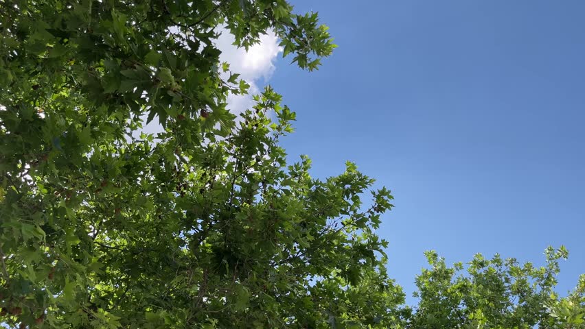 Sycamore Tree Leaves and Branches Against Blue Sky in Summer