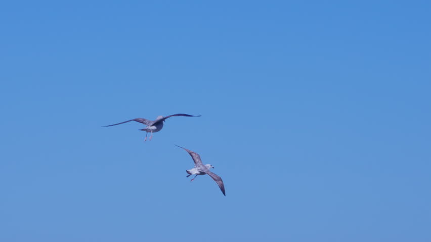 Seagulls flying with the wind on a clear sky