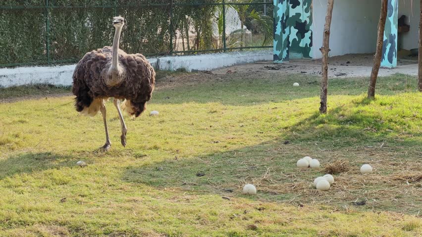 Alert ostrich walking carefully around several eggs on dry grass inside a zoo enclosure, showing protective nesting behavior of the large flightless bird.