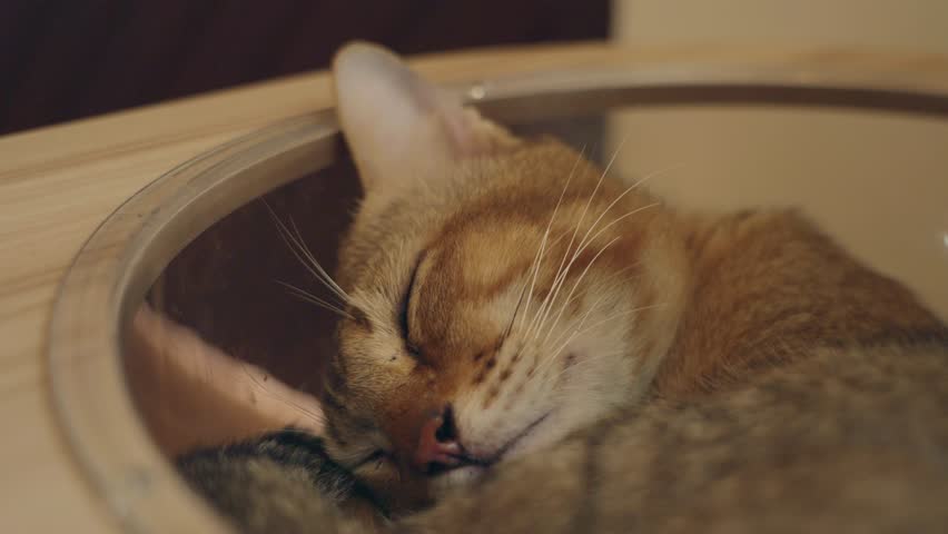 Close-up of a tabby cat peacefully sleeping in a cozy basket. Calm domestic pet resting comfortably indoors, capturing a warm, relaxing moment of feline tranquility