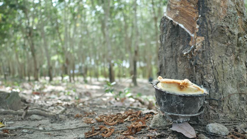 Rubber latex dripping into a collection cup on a rubber tree trunk, waiting for harvest while representing traditional plantation work and the beginning of the industrial rubber manufacturing process.