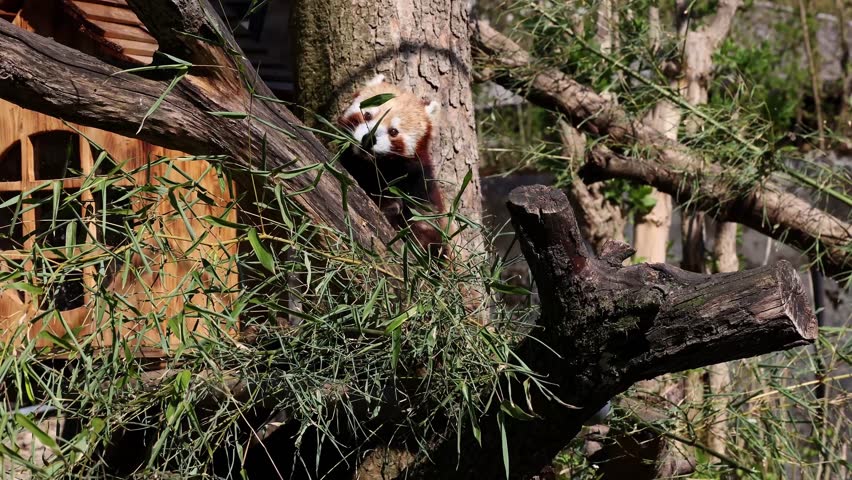 The red panda, Ailurus fulgens, also called the lesser panda and the red cat-bear sitting on a tree.