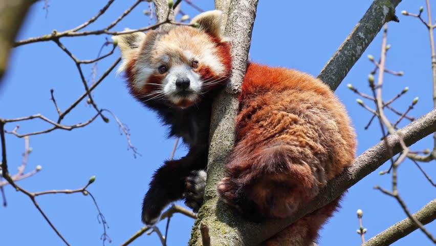The red panda, Ailurus fulgens, also called the lesser panda and the red cat-bear sitting on a tree.