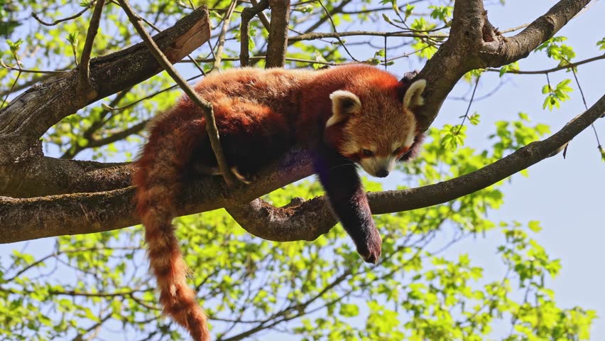 The red panda, Ailurus fulgens, also called the lesser panda and the red cat-bear sitting on a tree.