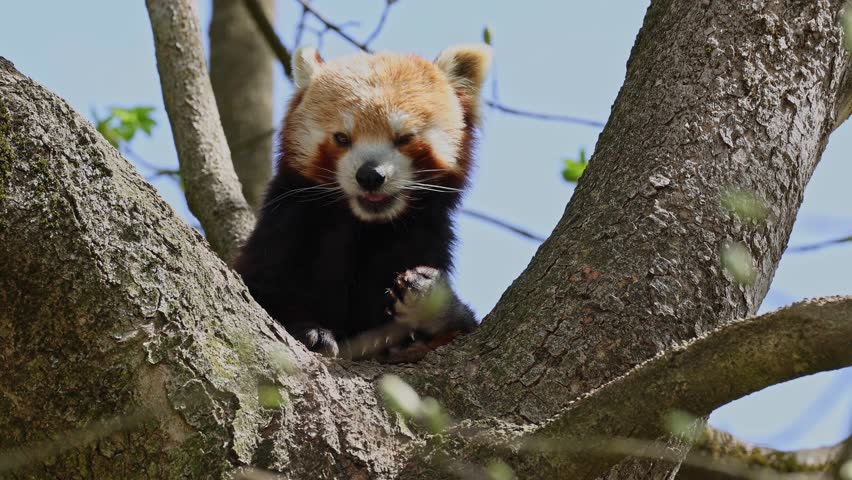 The red panda, Ailurus fulgens, also called the lesser panda and the red cat-bear sitting on a tree.