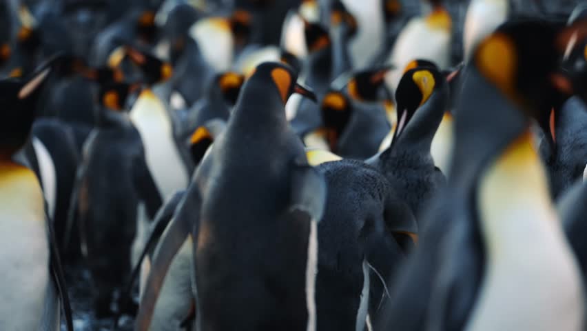 Cinematic Shot Of King Penguin Shaking Head With Water Droplets