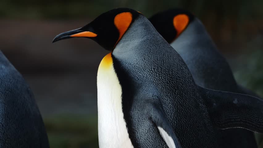 Cinematic Slowmo Shot Of King Penguins Walking On South Georgia Island