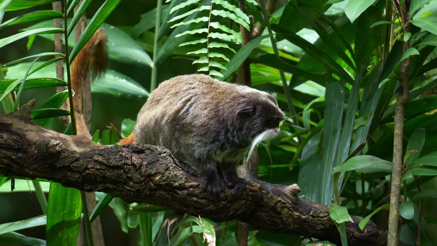An Emperor tamarin monkey (Saguinus imperator) perches on the branch, curiously looks around its surroundings, and makes long high-pitched calls, close up shot.
