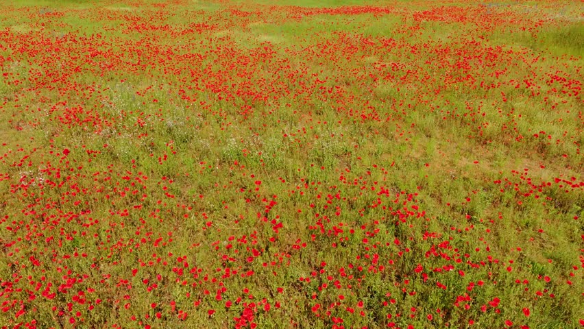 Wide countryside field filled with blooming poppies moving in breeze