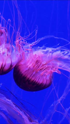 Jellyfish swimming in blue water.