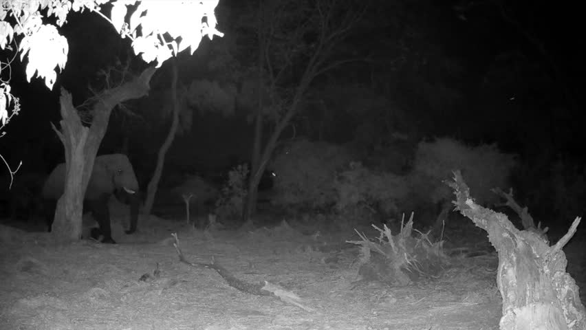 Night shot of African bush elephant (Loxodonta africana) in Okavango delta. Botswana.