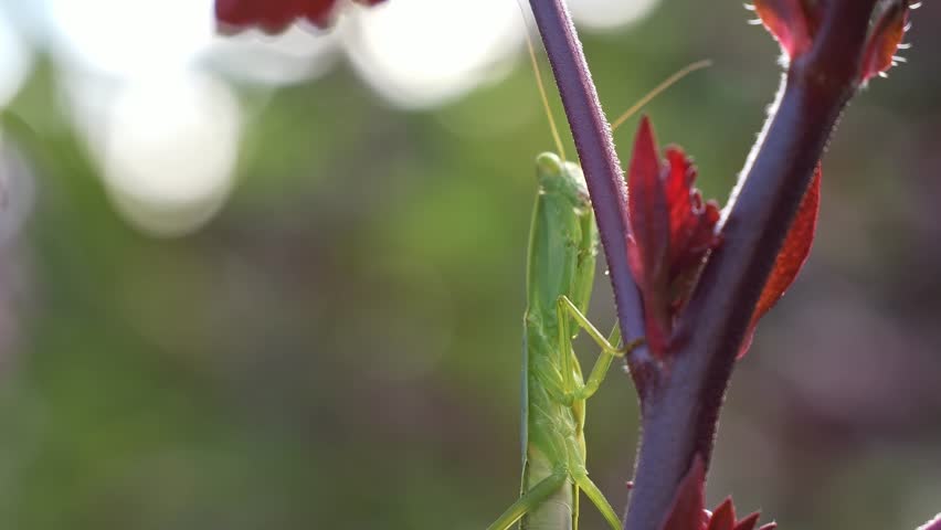 Praying Mantis - Green Mantid Perching On A Cranberry Hibiscus Plant. Selective Focus Shot