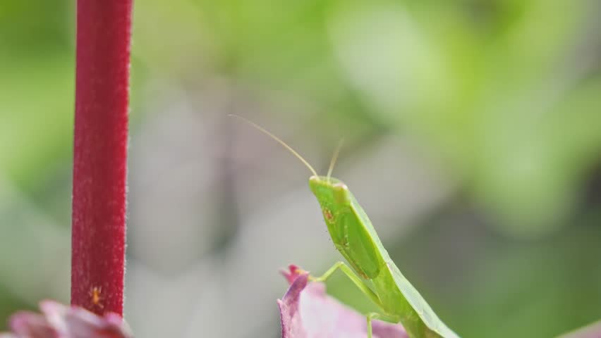 Praying Mantis In Sunlight on a Medinilla Plant - Static Shot