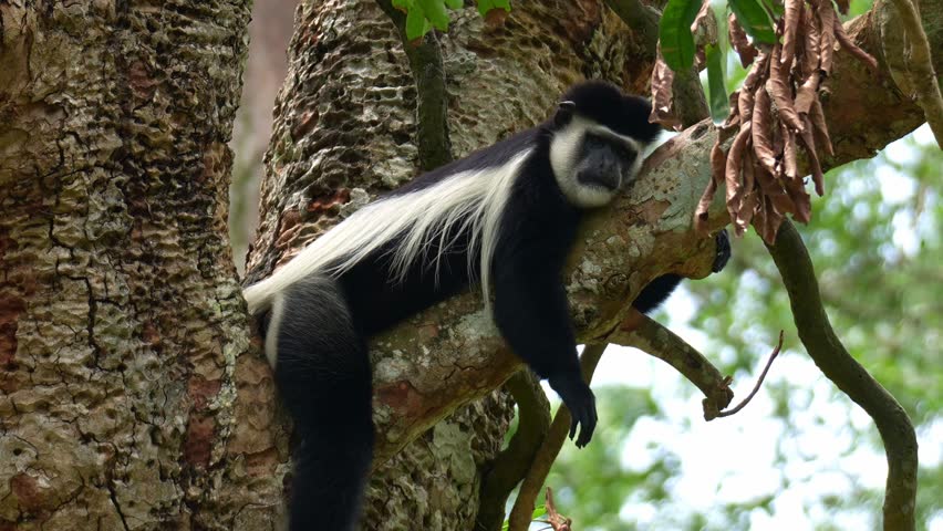 An Eastern black-and-white colobus (Colobus guereza) lounging on the tree branch, sleeps peacefully in the afternoon, close up shot.