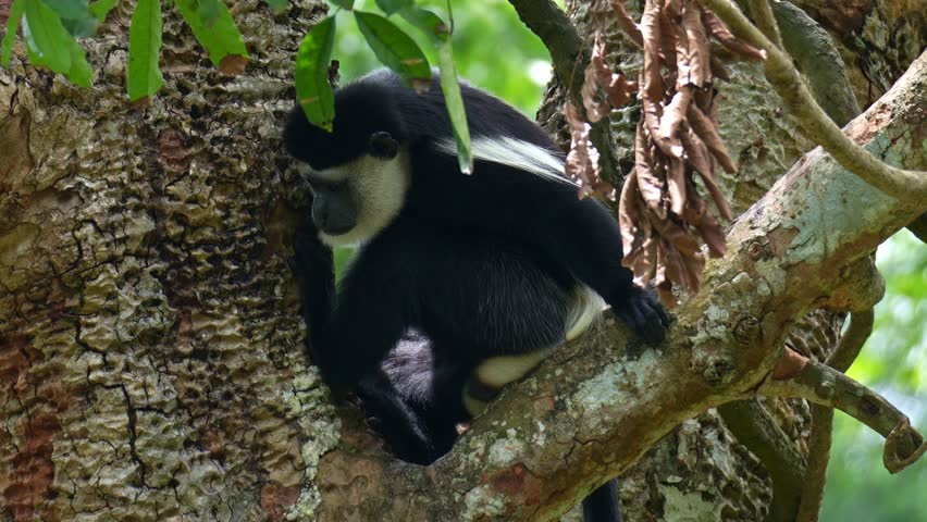 An Eastern black-and-white colobus (Colobus guereza) perched on a tree branch, close up shot.