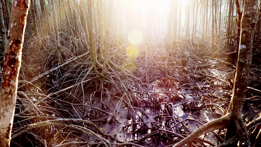 Sunlight through the trees in a magical forest, creating a stunning display of light and shadow