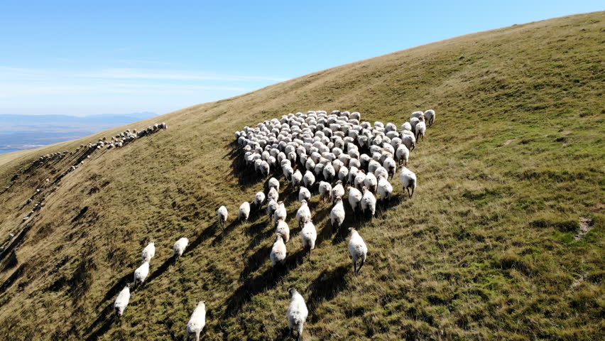 Sheep Ascend Hillside. Aerial Shot Of Woolly Sheep Navigating Ascending Hillside Under Clear Blue Sky. Media