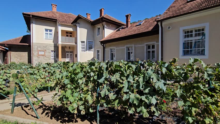 House with a large garden in front of it. The garden is full of green vines and bushes grape