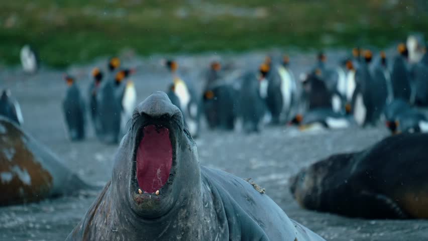 Alpha Elephant Seal Throat Vibrates with Bellow On South Georgia Island
