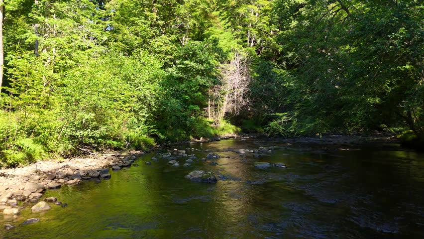 Clear Shallow River Flowing Through Lush Green Forest	