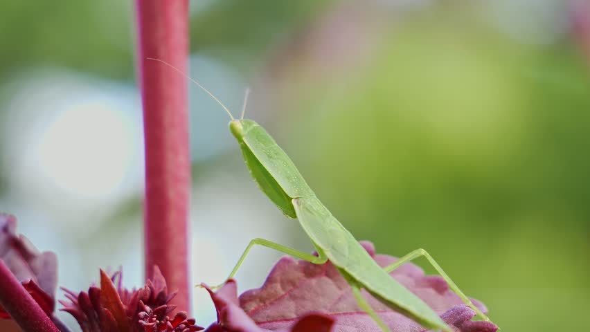 Praying Mantis Sitting in the Medinilla Plant in Gold Coast - Static Shot
