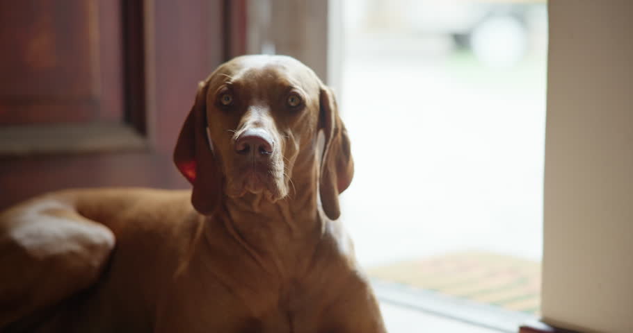 Alert, companion and relax with dog on floor in home living room for animal care or loyalty. Pet, security and waiting with Hungarian Pointer in apartment for adoption, break or protection duty