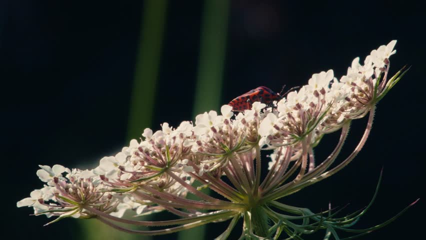 Red and black striped insect moving across the flat white surface of an umbellifer bloom against a dark background. Detailed view of garden biodiversity.