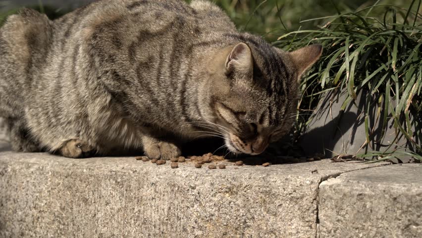 Gray Tabby Cat Eating Food on Concrete Ledge 2