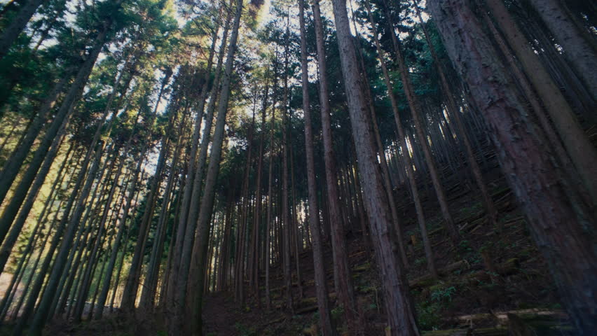 Scenic mountain forest trail in Japan illuminated by warm sun flare.