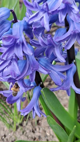 Bee with pollen sacs working in a hyacinth flower in a vertical macro shot capturing the blue-violet petals and spring sunlight.