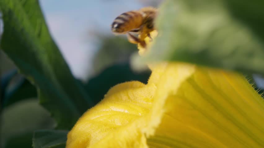 Two honey bees hovering and foraging pollen from a yellow zucchini blossom outdoors, in slow motion.