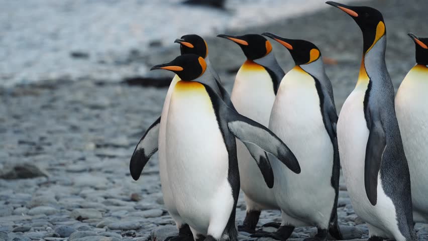 Cinematic Shot Of King Penguin Group Exploring Bay In South Georgia Island