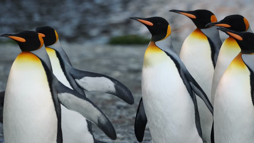 Cinematic Shot Of King Penguin Group Exploring On South Georgia Island