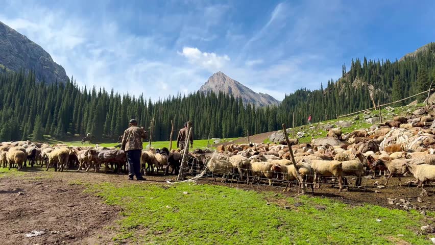 A wide-angle horizontal video of a flock of sheep walking and a shepherd standing on a grassy hill in Xinjiang. It features green mountains and pine forests on a clear day, a blue sky with copy space on top.