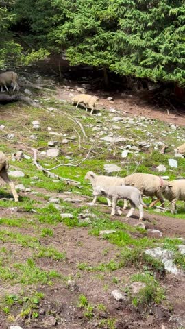 Aerial video shows flocks of sheep walking up a grassy hillside on a sunny day in Xinjiang, China. Mountains and pine trees surround the area.