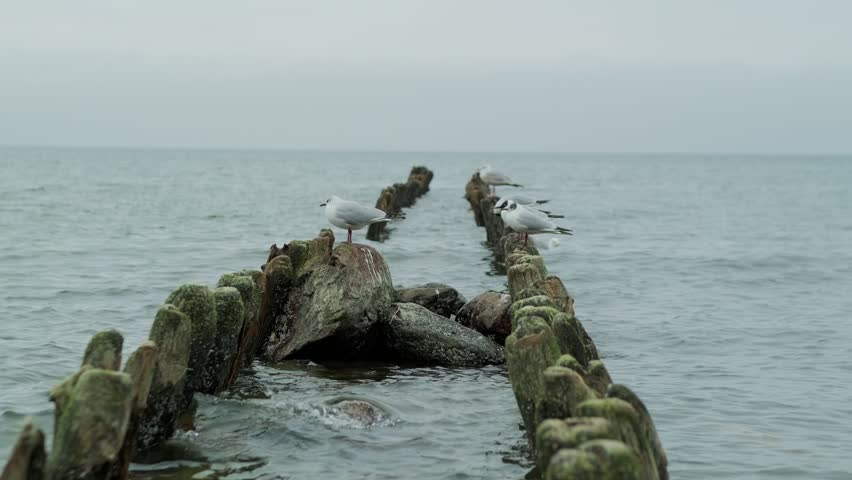 Seagulls standing on wooden posts in the sea. Flock of wild birds resting on old timber structures near water. Coastal wildlife nature scene with moody sky. Marine animal environment.